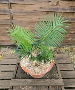 Cycas sexseminifera 4-5cm caudex