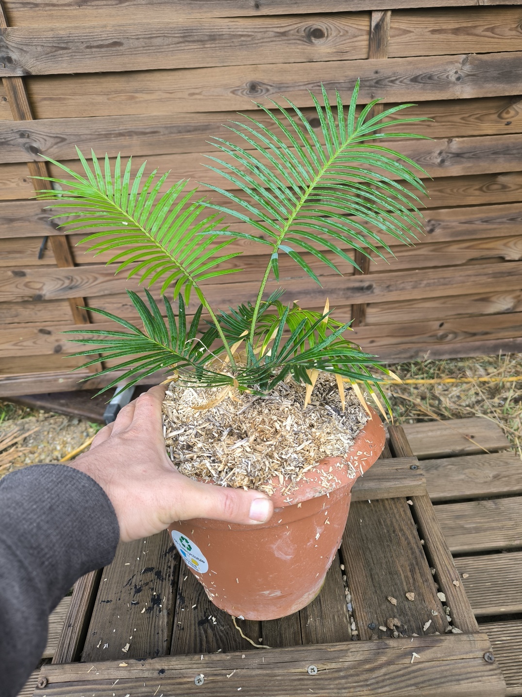 Cycas sexseminifera 4-5cm caudex - Image 5