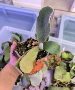 Platycerium willinckii