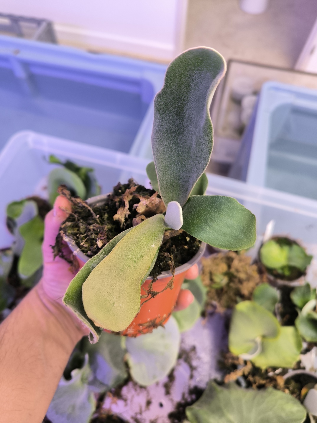 Platycerium willinckii