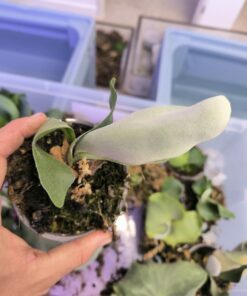 Alternative view of Platycerium willinckii