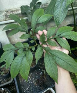 Amorphophallus ferruginosus 1 bulb