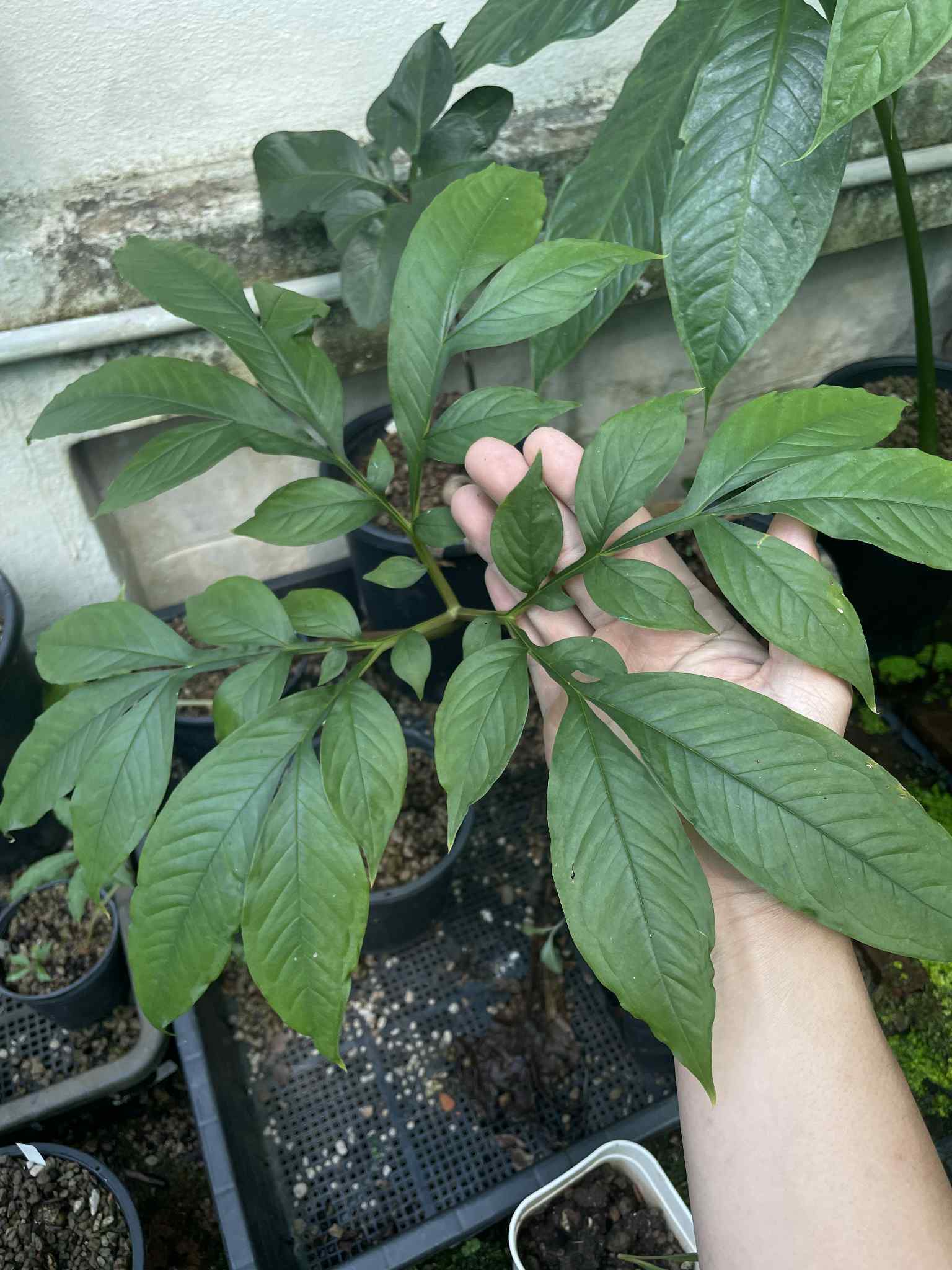 Amorphophallus ferruginosus 1 bulb
