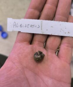 Alternative view of Amorphophallus albispathus Silver 1 small bulb