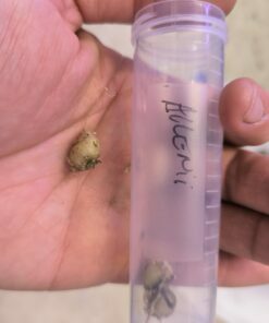 Alternative view of Amorphophallus allenii Bulb S