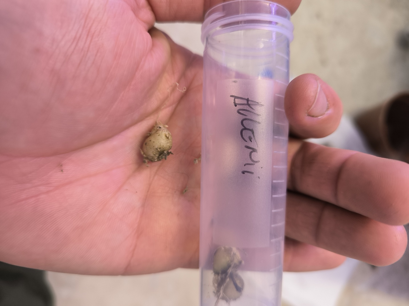 Amorphophallus allenii Bulbe S – Image 2