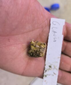 Alternative view of Amorphophallus glaucophyllus 1 bulb