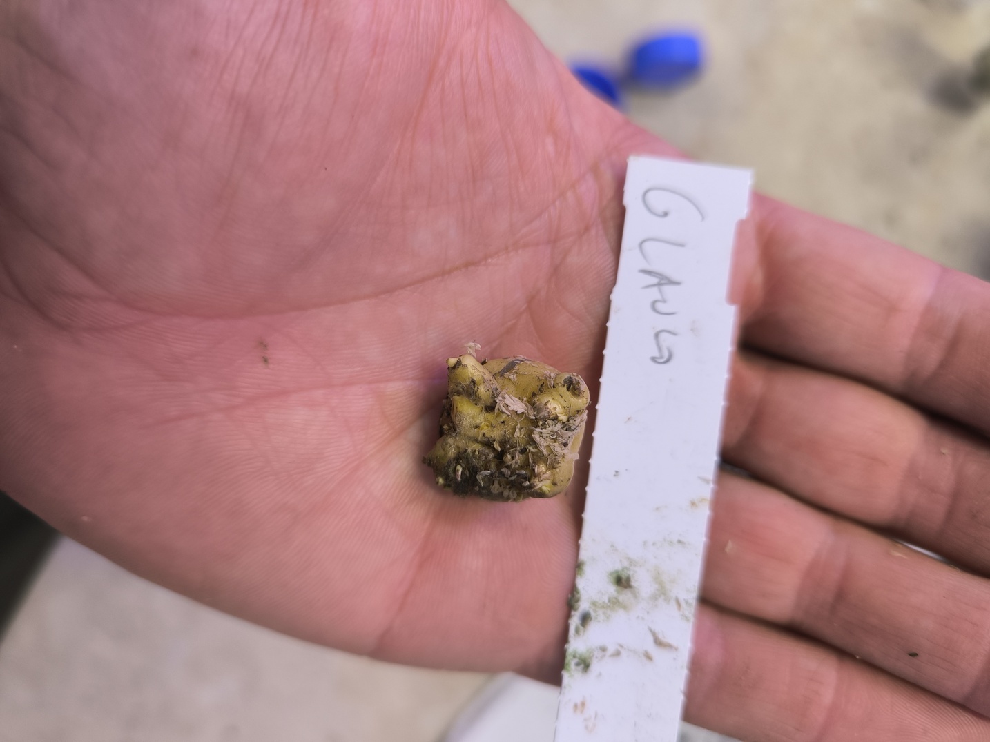 Amorphophallus glaucophyllus 1 bulbe – Image 2