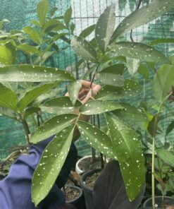 Amorphophallus lacourii 1 bulb
