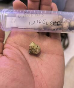 Alternative view of Amorphophallus laoticus Wide Leaf 1 small bulb