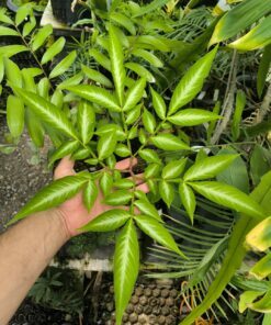 Amorphophallus laoticus 1 small bulb