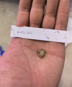 Alternative view of Amorphophallus laoticus 1 small bulb