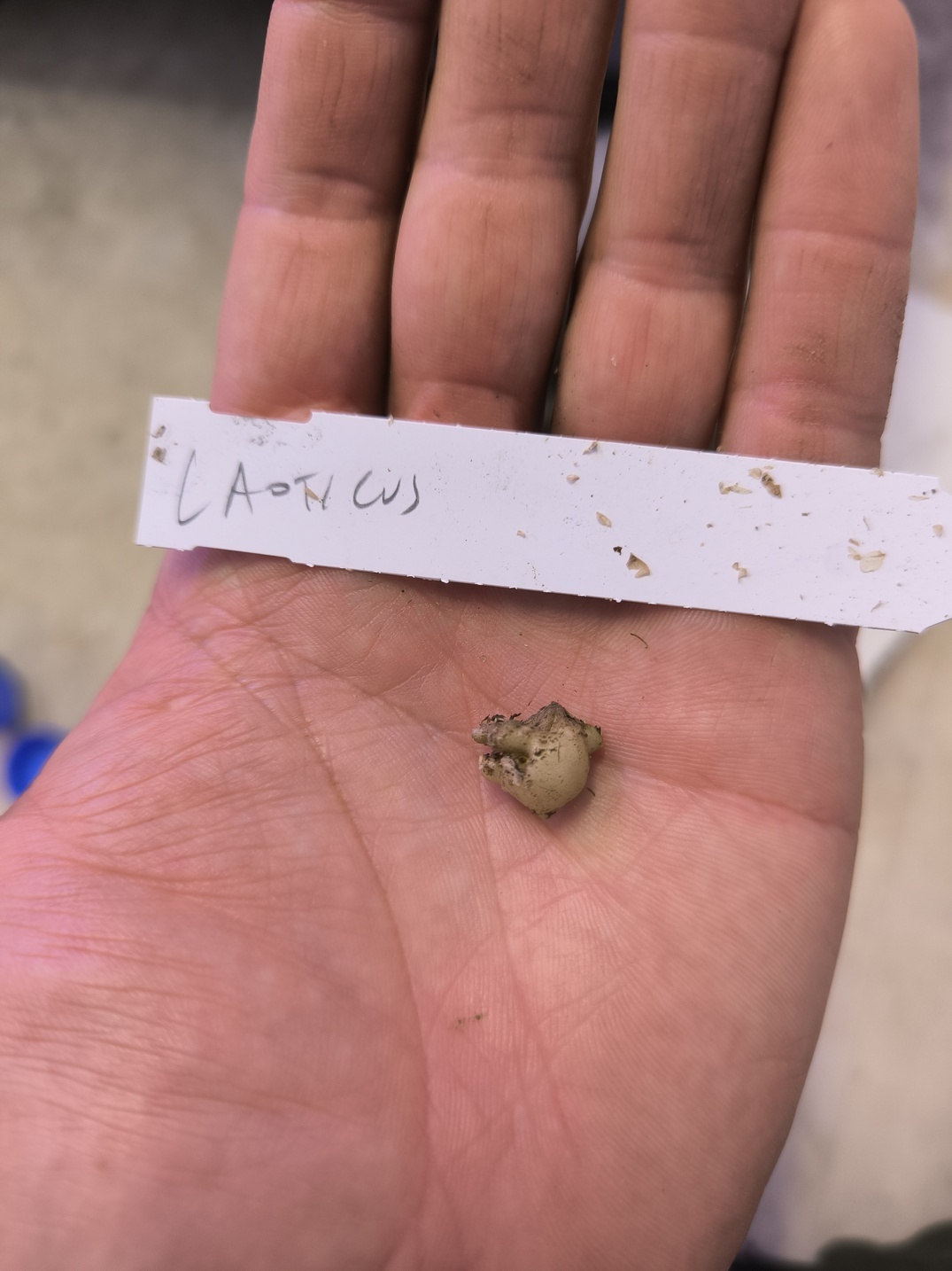 Amorphophallus laoticus 1 small bulb - Image 2