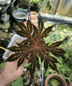 Amorphophallus mirabilis 1 small bulb