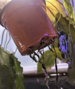 Alternative view of Barclaya motleyi "Malaisie" 1 plant + substrate PRE-ORDER APRIL 2026