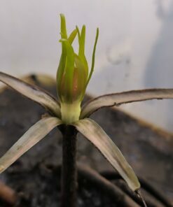 Barclaya motleyi "Malaisie" 1 plant + substrate PRE-ORDER APRIL 2026