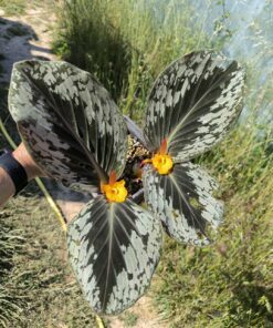 Alternative view of Cornukaempferia aurantiflora 1 flowering size rhizome