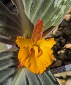 Cornukaempferia aurantiflora 1 flowering size rhizome