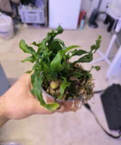 Alternative view of Drynaria meyeniana