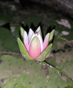 Alternative view of Nymphaea  amazonum (French Guyana) PRE-ORDER MAY/JUNE 2026