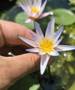 Nymphaea dimorpha Blue form PRE-ORDER 2026
