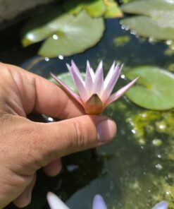 Alternative view of Nymphaea dimorpha Blue form PRE-ORDER 2026
