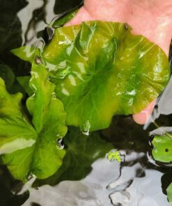 Nymphaea oxypetala PRE-ORDER 2026