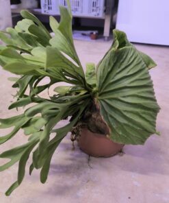 Platycerium ridleyi XL