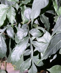 Amorphophallus albispathus Silver 1 small bulb