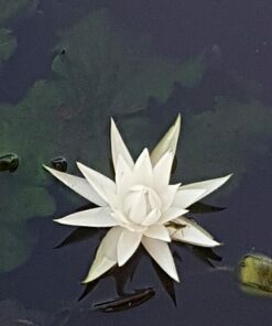 Alternative view of Nymphaea oxypetala PRE-ORDER 2026