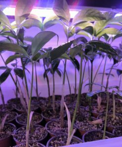 Amorphophallus titanum x 2