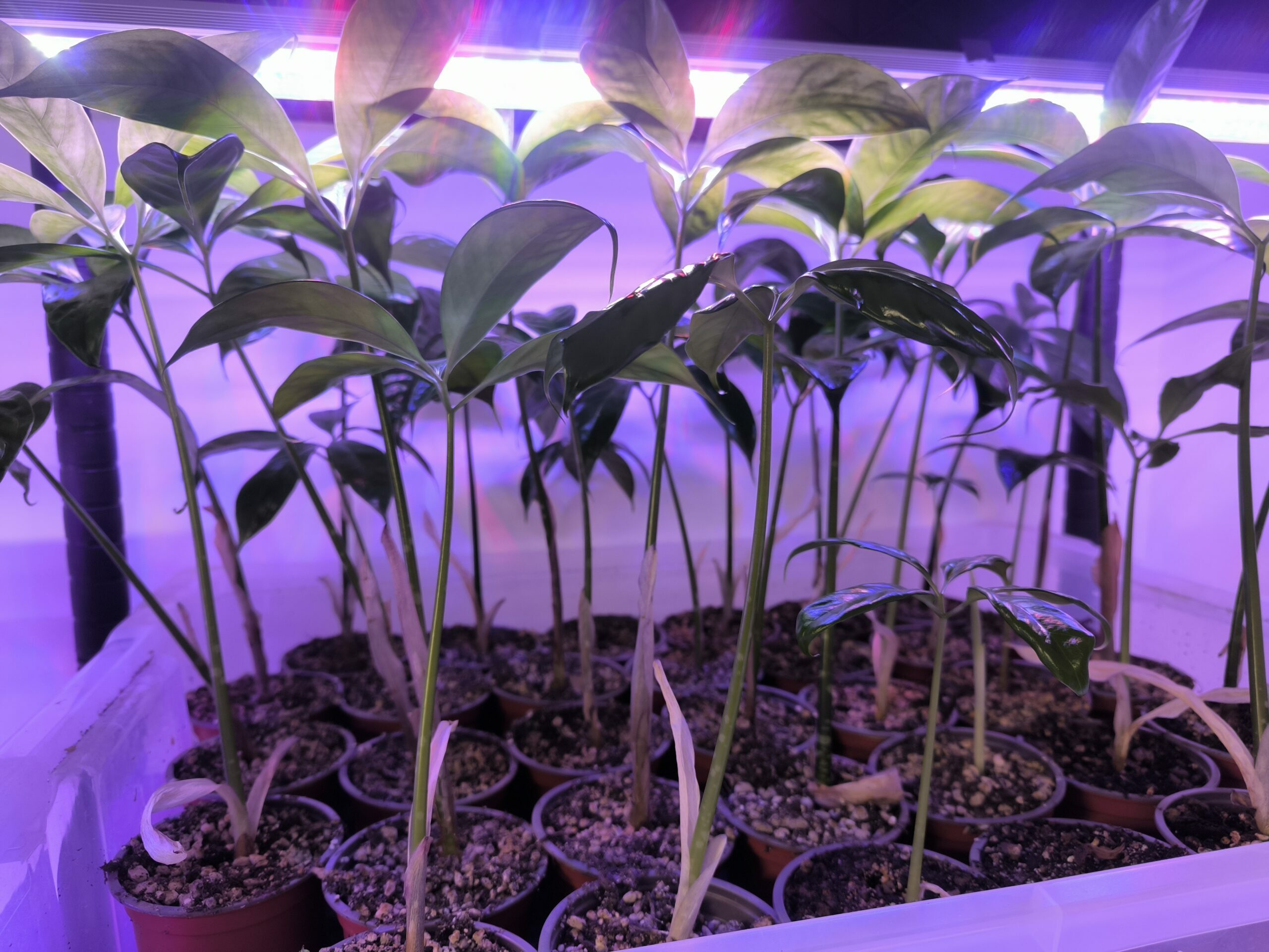 Amorphophallus titanum x 2