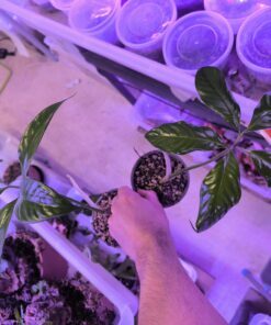 Alternative view of Amorphophallus titanum x 2