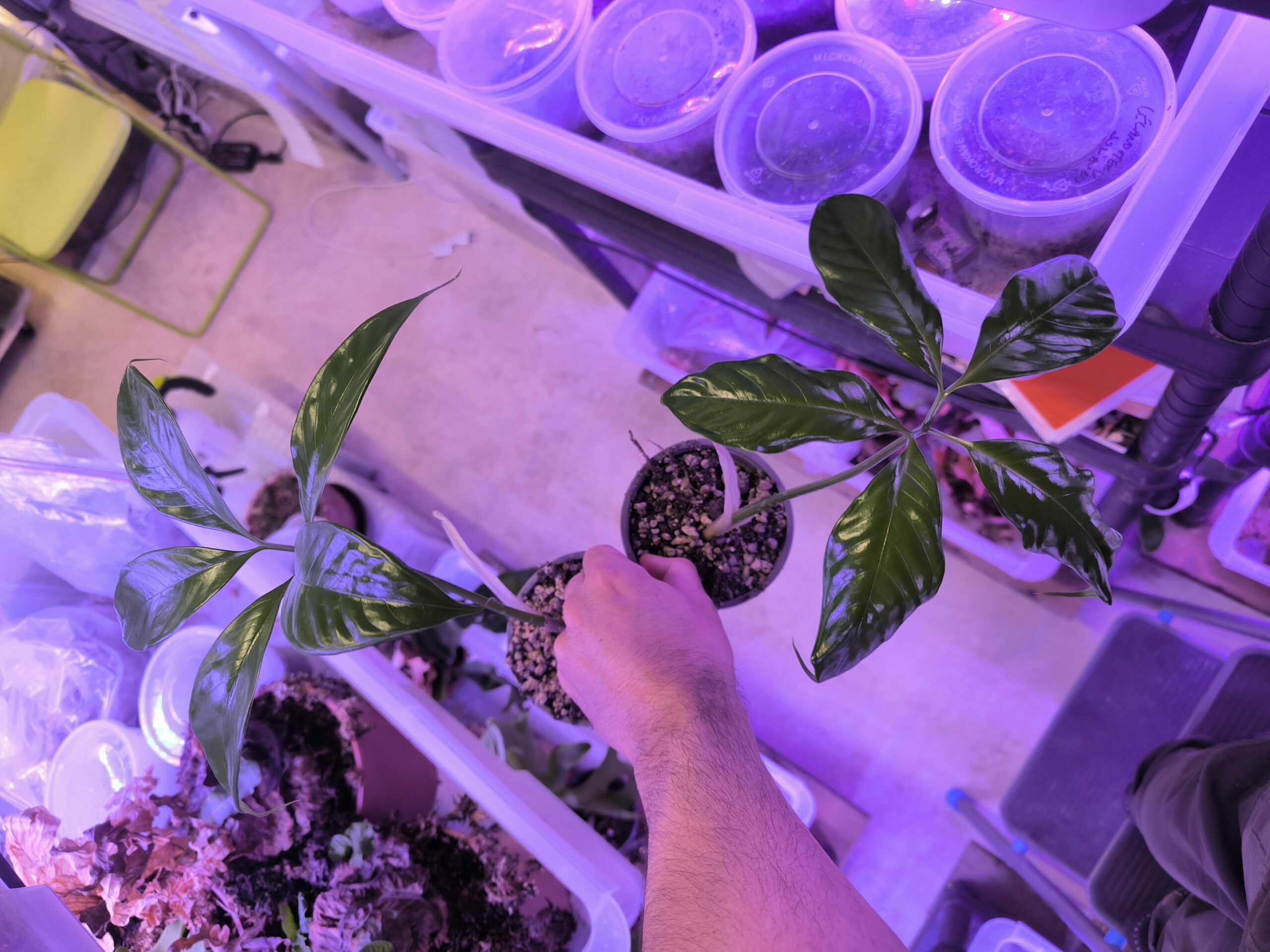 Amorphophallus titanum x 2 - Image 2