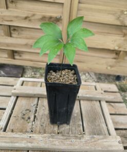 Alternative view of Bowenia spectabilis