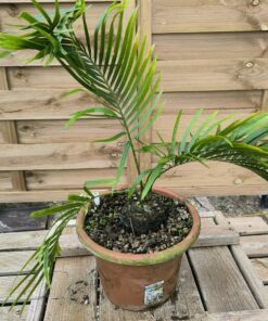 Cycas armstrongii grafted onto C. revoluta