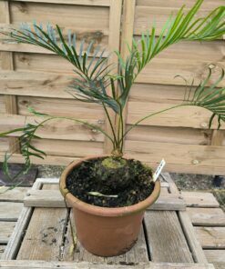 Alternative view of Cycas candida grafted onto C. revoluta CAN1