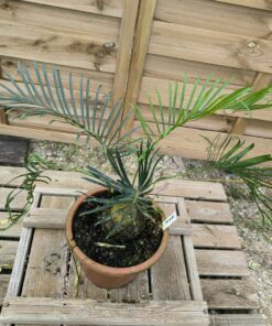Cycas candida grafted onto C. revoluta CAN1