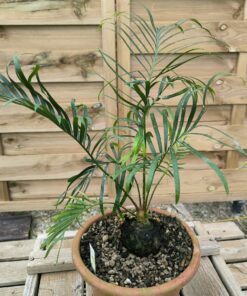 Cycas candida grafted onto C. revoluta CAN2
