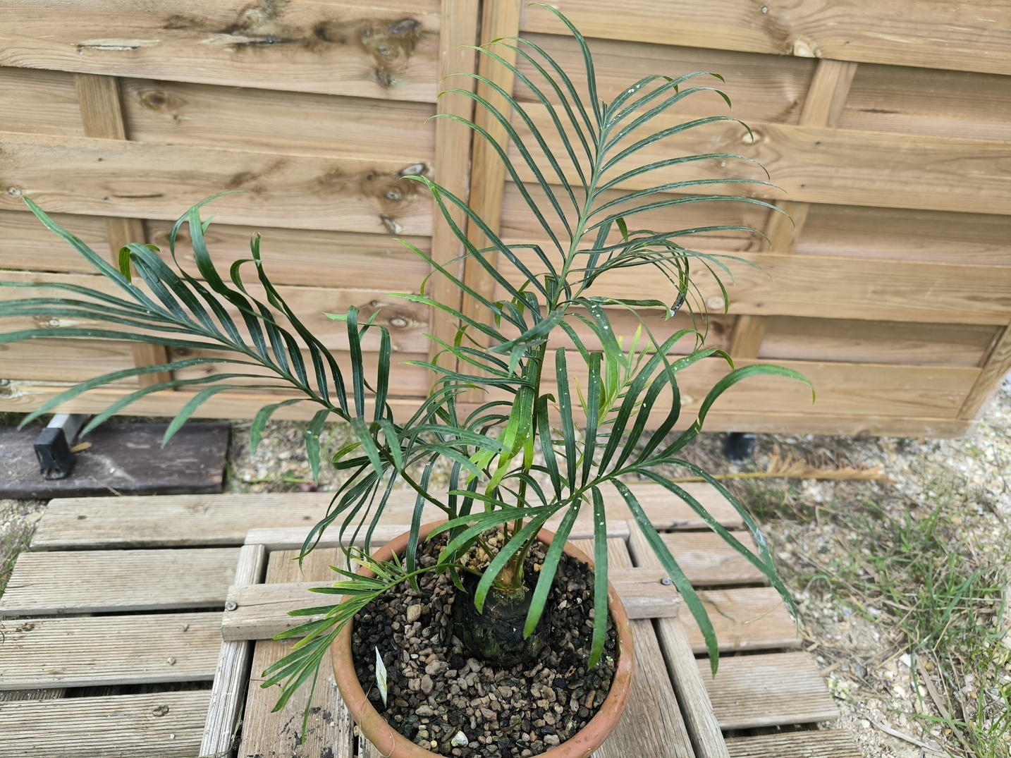 Cycas candida grafted onto C. revoluta CAN2 - Image 2