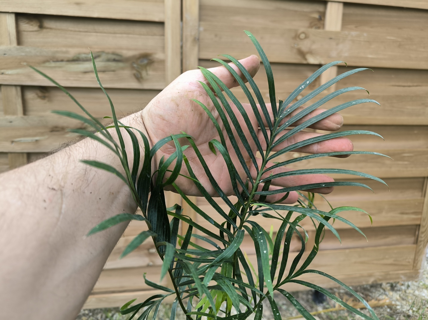 Cycas candida grafted onto C. revoluta CAN2 - Image 7