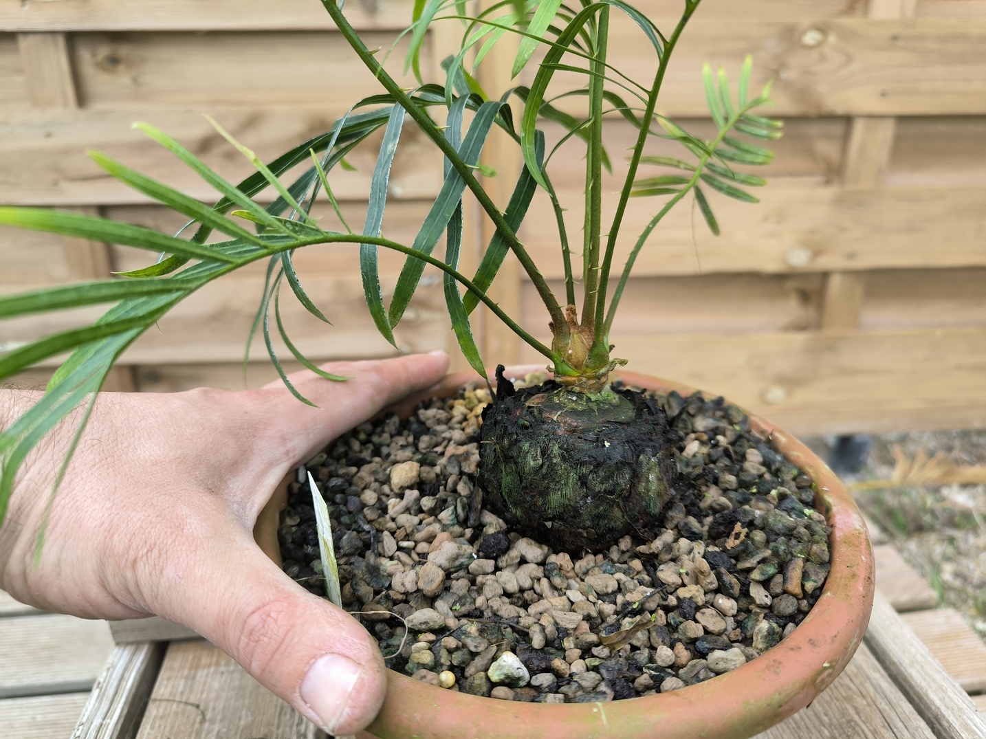Cycas candida grafted onto C. revoluta CAN2 - Image 6