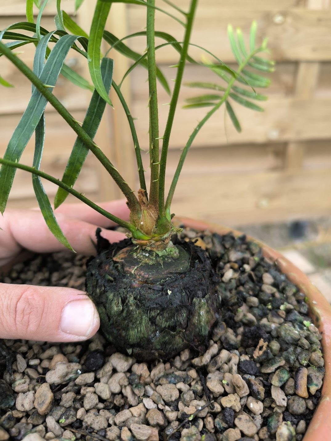 Cycas candida grafted onto C. revoluta CAN2 - Image 5
