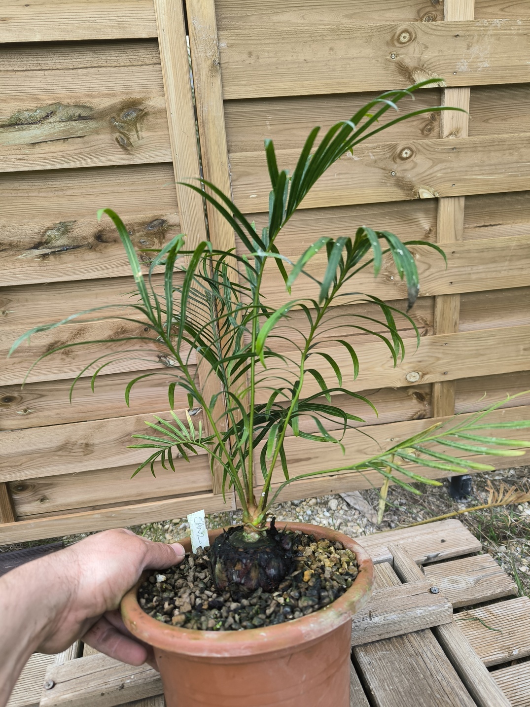 Cycas candida grafted onto C. revoluta CAN2 - Image 4