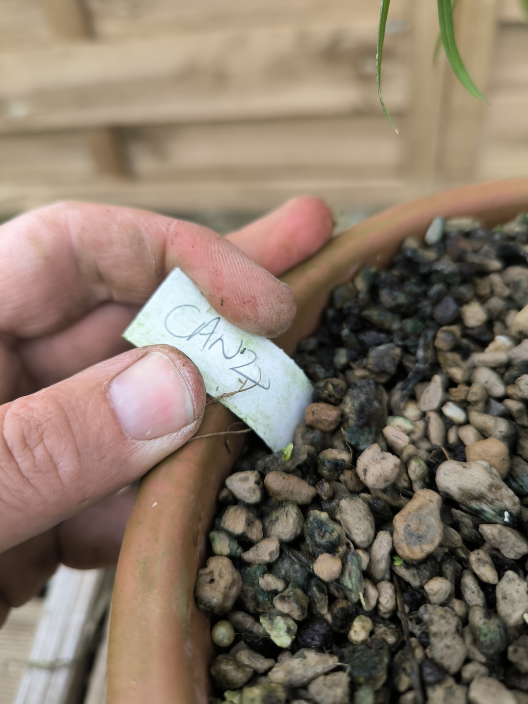 Cycas candida grafted onto C. revoluta CAN2 - Image 3