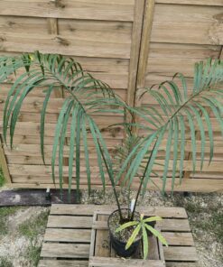 Cycas chevalieri 6-7cm caudex CH1