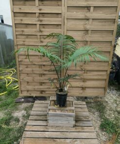 Cycas chevalieri 6cm caudex CH2