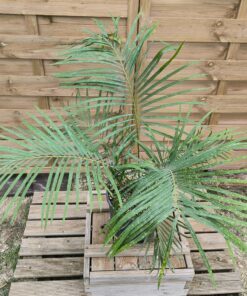 Alternative view of Cycas circinalis 5cm caudex