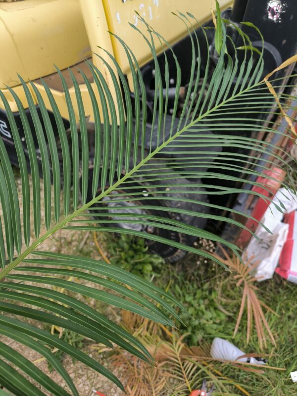 Cycadales