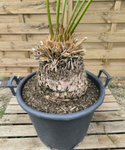 Alternative view of Cycas diannanensis 25-30cm caudex